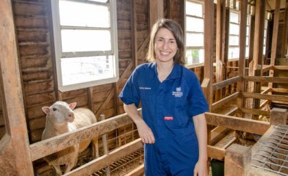 Researcher standing in timber shearing shed with sheep in background. Image, UQ